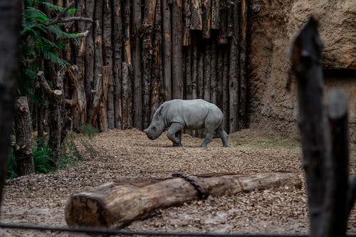 有关动物, 哺乳动物, 小牛的免费素材图片