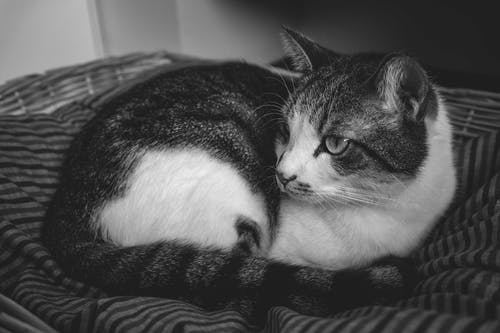 有关bw, 公寓, 动物学的免费素材图片