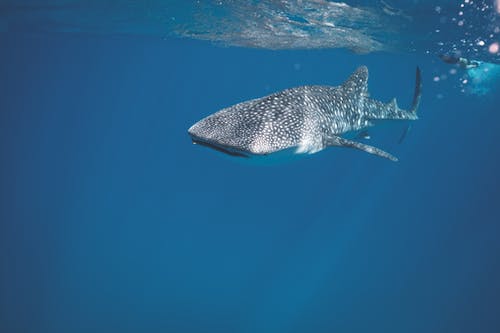 危险的鲨鱼在水下游泳 · 免费素材图片