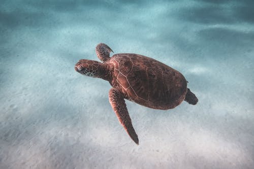 龟在清澈的海水中游泳 · 免费素材图片