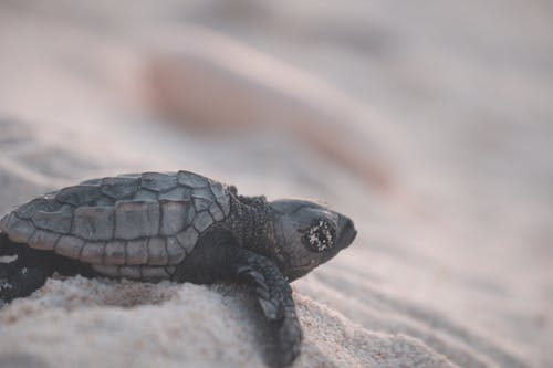 乌龟在自然的沙滩上 · 免费素材图片