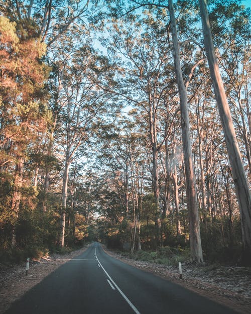 狭窄的道路，在蓝蓝的天空下的森林 · 免费素材图片