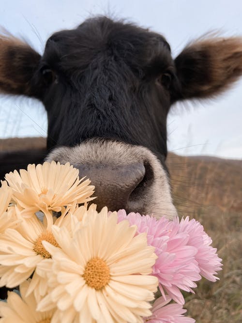 国内花牛在农村 · 免费素材图片
