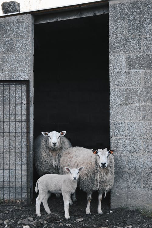 有关一群动物, 哺乳动物, 垂直拍摄的免费素材图片