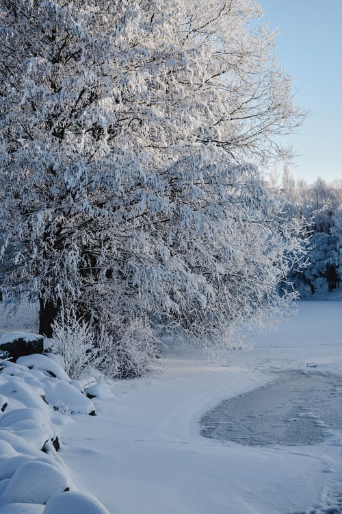 水域附近的白雪覆盖的树木 · 免费素材图片
