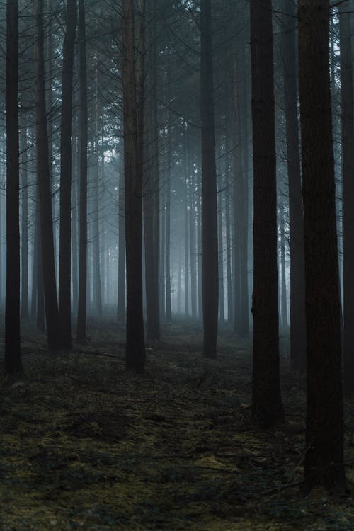 在有雾的林地里干枯的无叶树木 · 免费素材图片