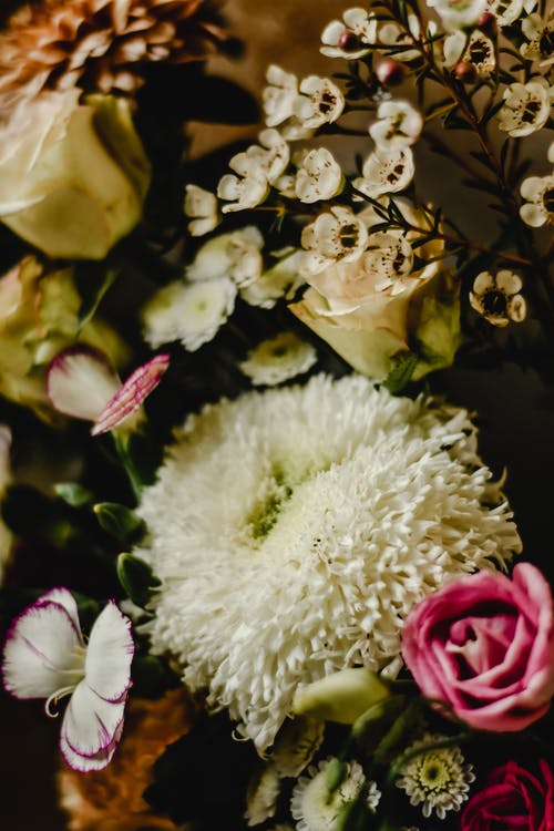 移轴镜头中的白色和粉红色花朵 · 免费素材图片