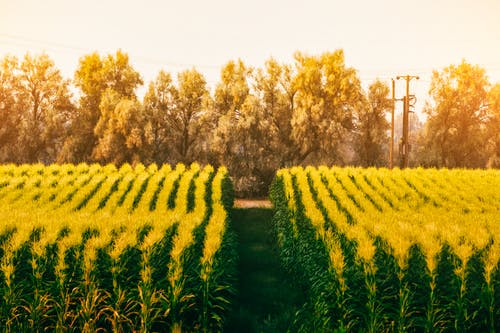 有关林場, 玉米, 田的免费素材图片