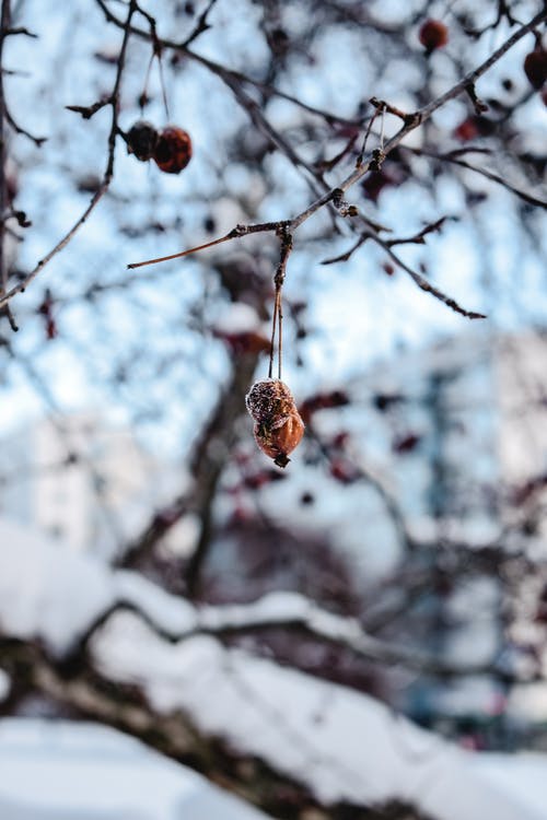 棕色树枝与雪 · 免费素材图片
