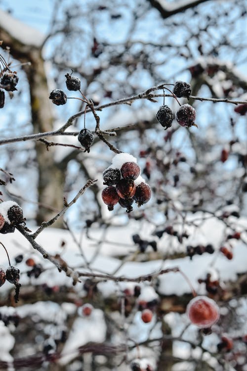 棕色树枝上的红色和黑色浆果 · 免费素材图片