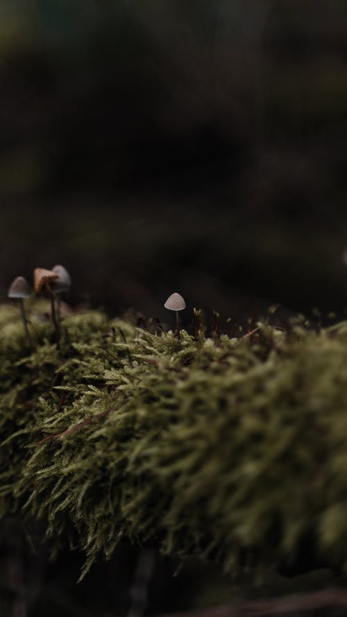 有关Copyspace, 公园, 冷静的免费素材图片