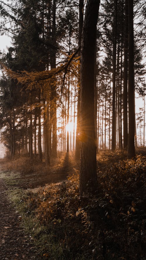 针叶林在阳光灿烂的日子 · 免费素材图片