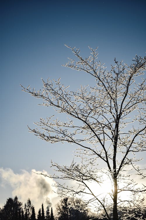 蓝蓝的天空下无叶的树 · 免费素材图片
