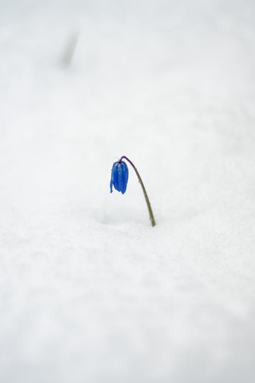 雪覆盖地面上的蓝色小花 · 免费素材图片