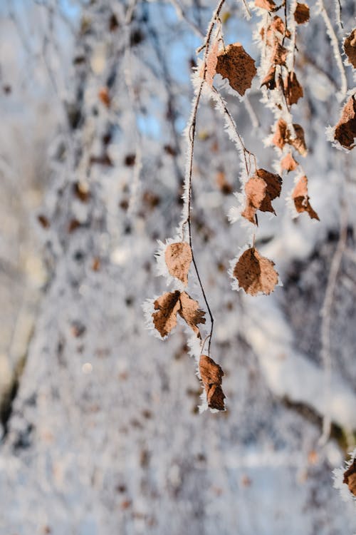 布朗干树枝上的叶子 · 免费素材图片