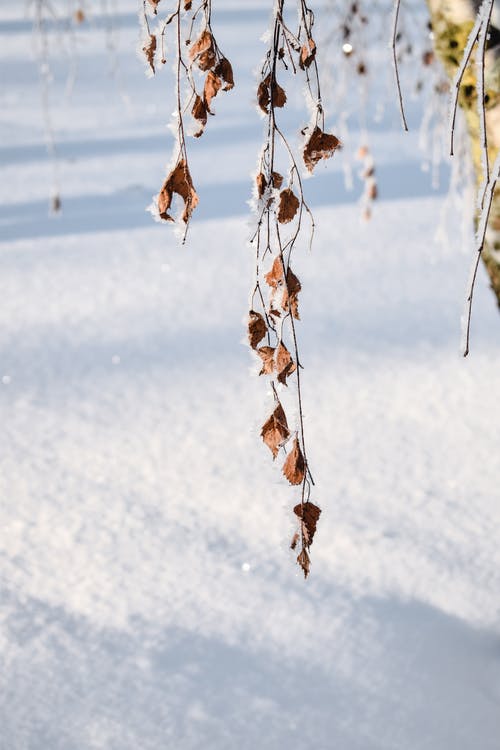 布朗在积雪的地面上干树叶 · 免费素材图片