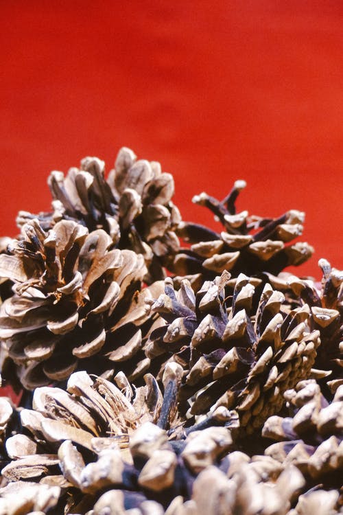 有关一串, 乾燥, 乾的的免费素材图片