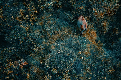 有关一群动物, 俯视图, 农事的免费素材图片