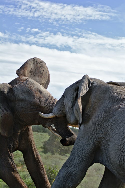 大象在热带稀树草原战斗反对多云的天空 · 免费素材图片