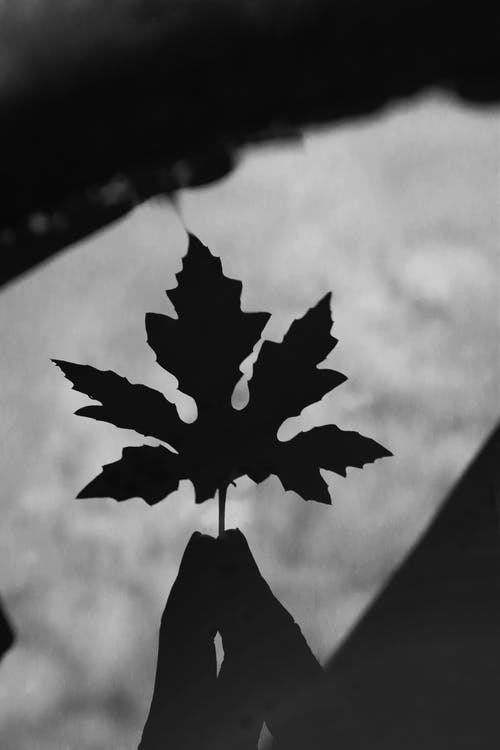 有关剪影, 单色, 垂直拍摄的免费素材图片