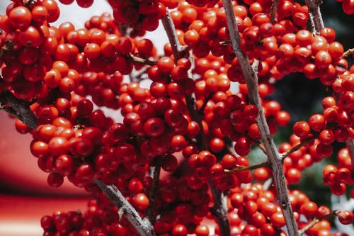 有关一串, 冬莓, 冬青的免费素材图片