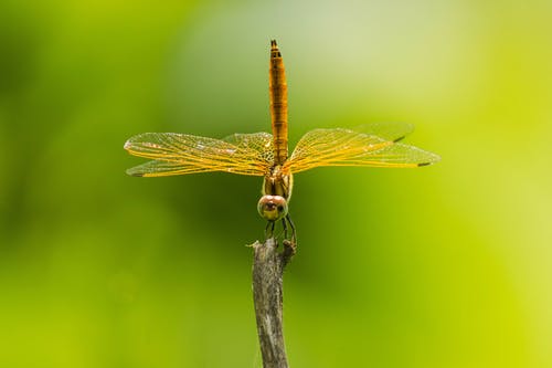 有关微距拍摄, 户外, 昆虫的免费素材图片