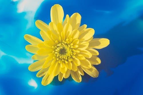 明亮的黄色花朵，在蓝色背景上 · 免费素材图片