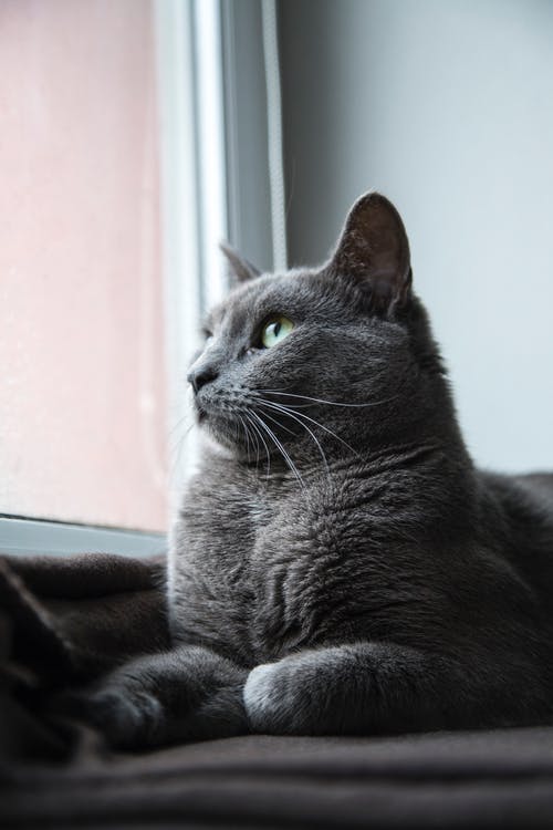 有关动物, 动物摄影, 可爱的免费素材图片