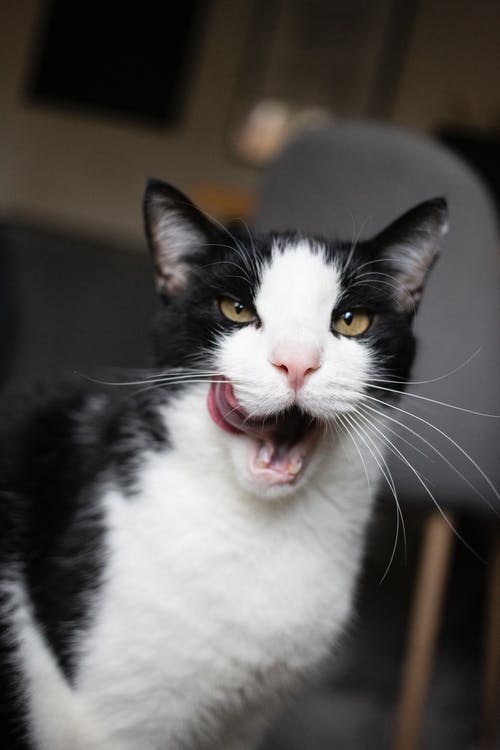 有关伴侣, 公寓, 冷静的免费素材图片