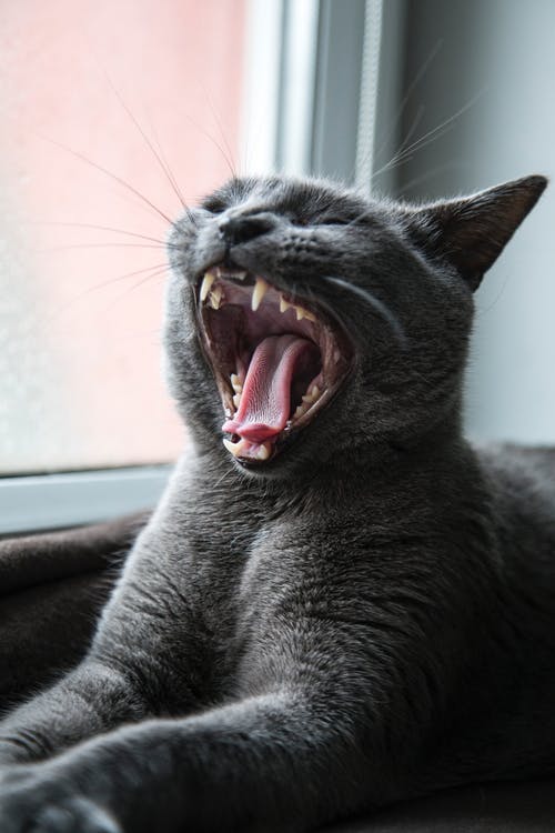 有关动物, 动物摄影, 可爱的免费素材图片