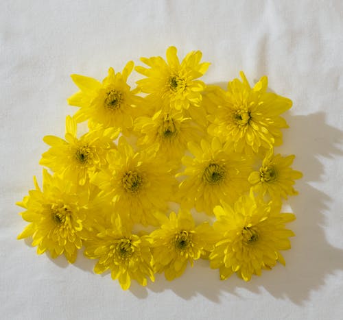 白色背景上的黄色花 · 免费素材图片