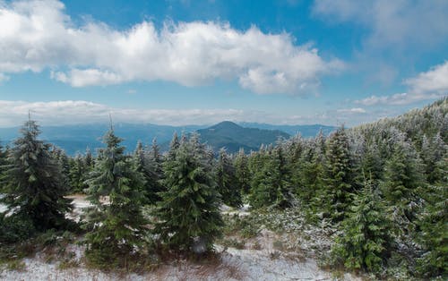 冬季山上的针叶林 · 免费素材图片