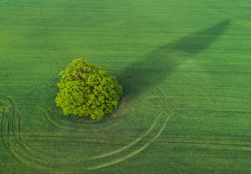 有关天性, 景觀, 樹的免费素材图片