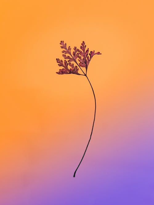 紫色的天空下的绿叶植物 · 免费素材图片