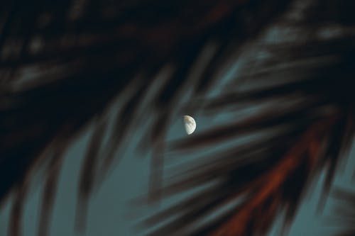 有关半月, 天空, 晚间的免费素材图片