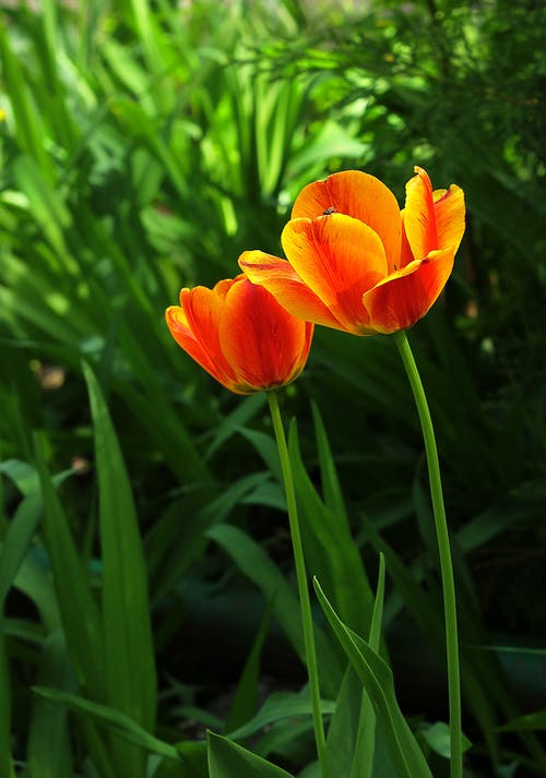 有关垂直拍摄, 天性, 植物群的免费素材图片