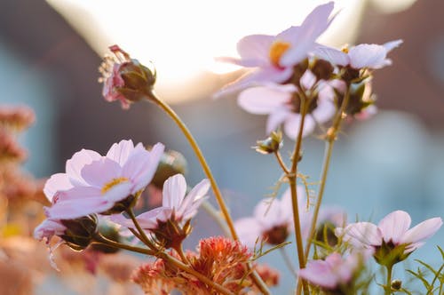 盛开在田野上的花朵 · 免费素材图片