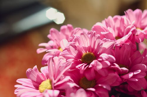 有关一串, 一起, 味道的免费素材图片