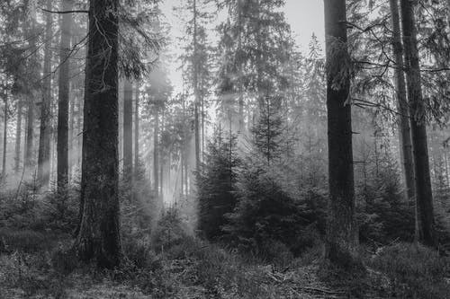 有关天性, 日出, 森林的免费素材图片