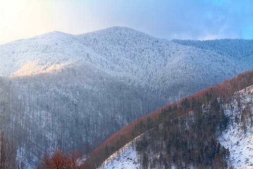在山区生长的白雪皑皑的丛林 · 免费素材图片