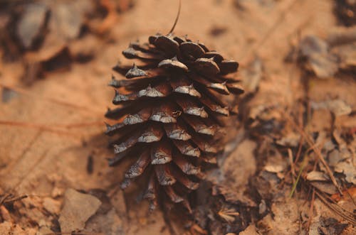 有关乾的, 天性, 户外的免费素材图片