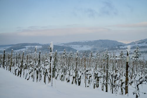 白雪皑皑的乡村，在白天的冬季景观 · 免费素材图片