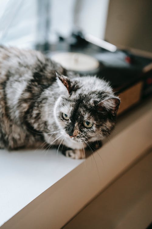 白色桌子上的棕色虎斑猫 · 免费素材图片