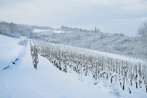 白雪皑皑的乡村与领域在冬季的一天 · 免费素材图片