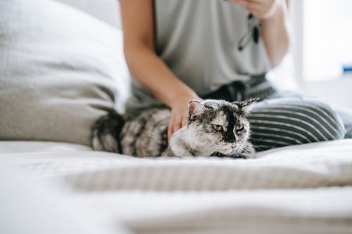 人在床上抱着银虎斑猫 · 免费素材图片