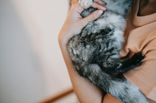 拿着灰色和白色的毛皮猫的人 · 免费素材图片