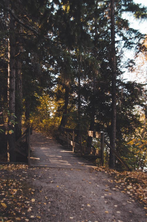 有关垂直拍摄, 天性, 小径的免费素材图片