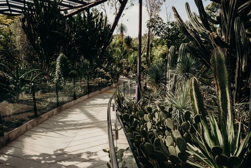 在植物园与各种植物空人行道 · 免费素材图片
