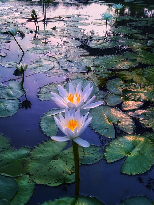 有关垂直拍摄, 增长, 天性的免费素材图片