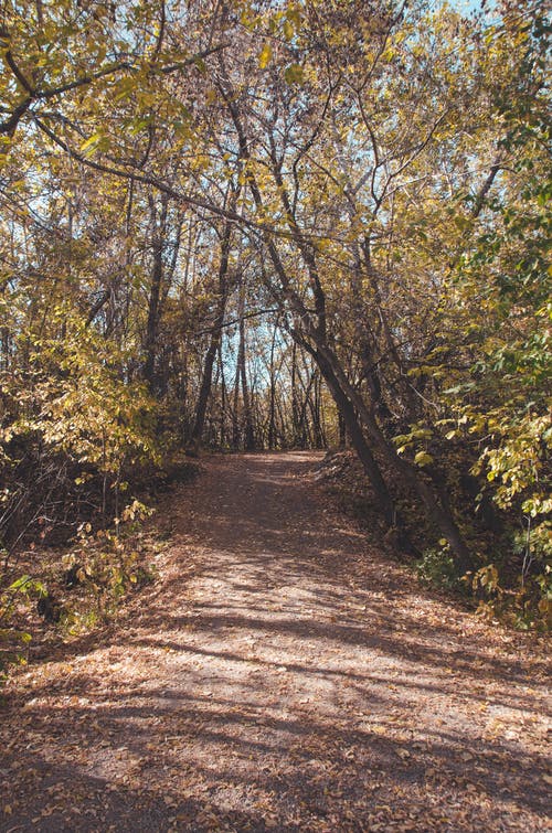 有关垂直拍摄, 天性, 森林的免费素材图片